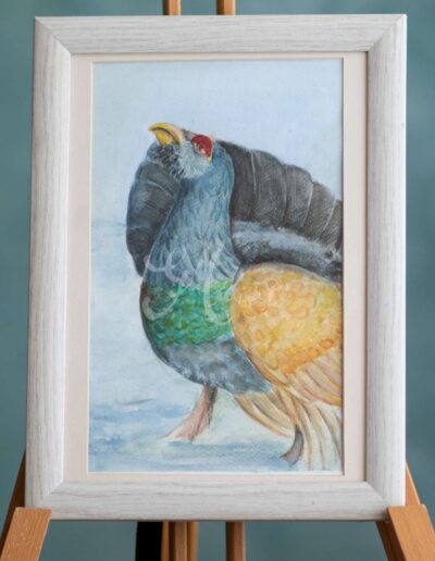 Dürrögő fajdkakas Kép méret: 40*32 cm Technika: aqurelle, akvarell, vadász festmény