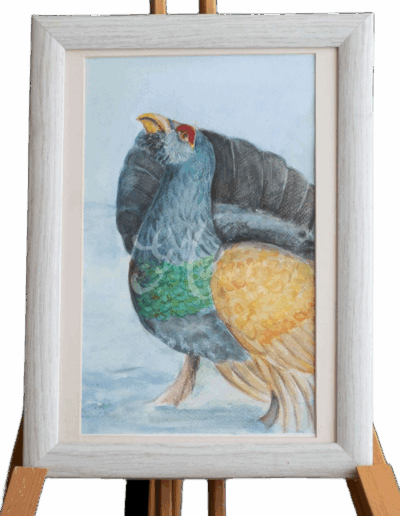 Dürrögő fajdkakas Kép méret: 40*32 cm Technika: aqurelle, akvarell, vadász festmény